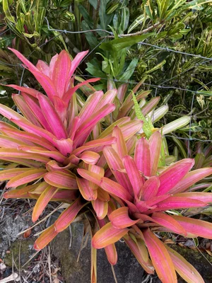Neoregelia sp. medio-variegata 'Martin' — Vintage Green Farms with